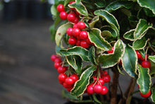 Ardisia crenata 'Spring Frost'°