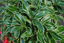 Ardisia crenata 'Spring Frost'°