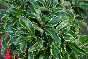 Ardisia crenata 'Spring Frost'°