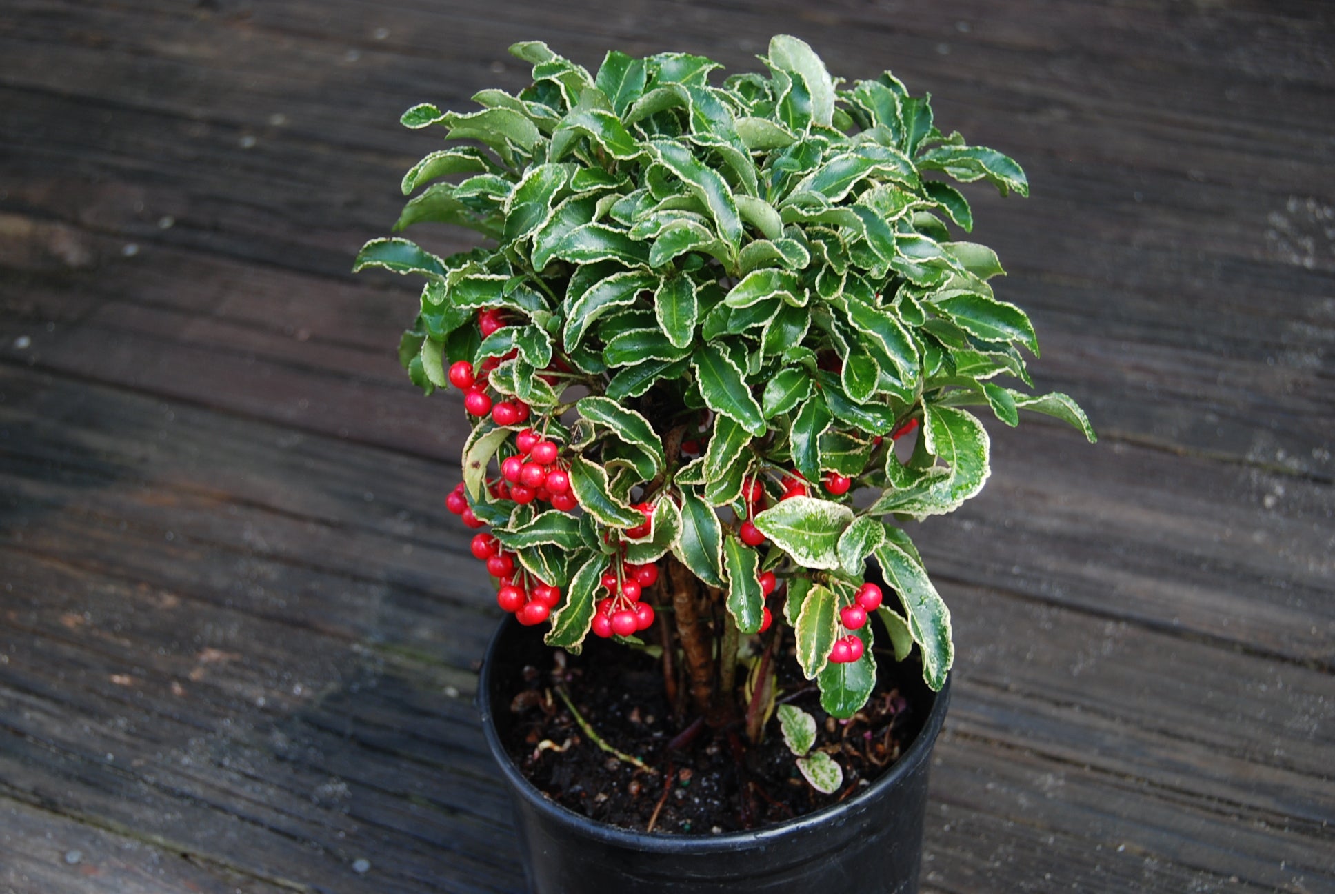ardisia crenata plant Ardisia crenata 'Spring Frost'° – Nurseries Caroliniana