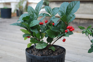 Ardisia japonica 'Andre the Giant'