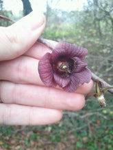 Asimina triloba