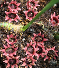 Aspidistra oblanceifolia 'Nagoya Stars'