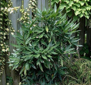 Aucuba japonica 'Longifolia'