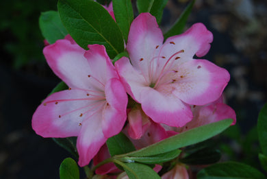 Azalea 'Vibrant'