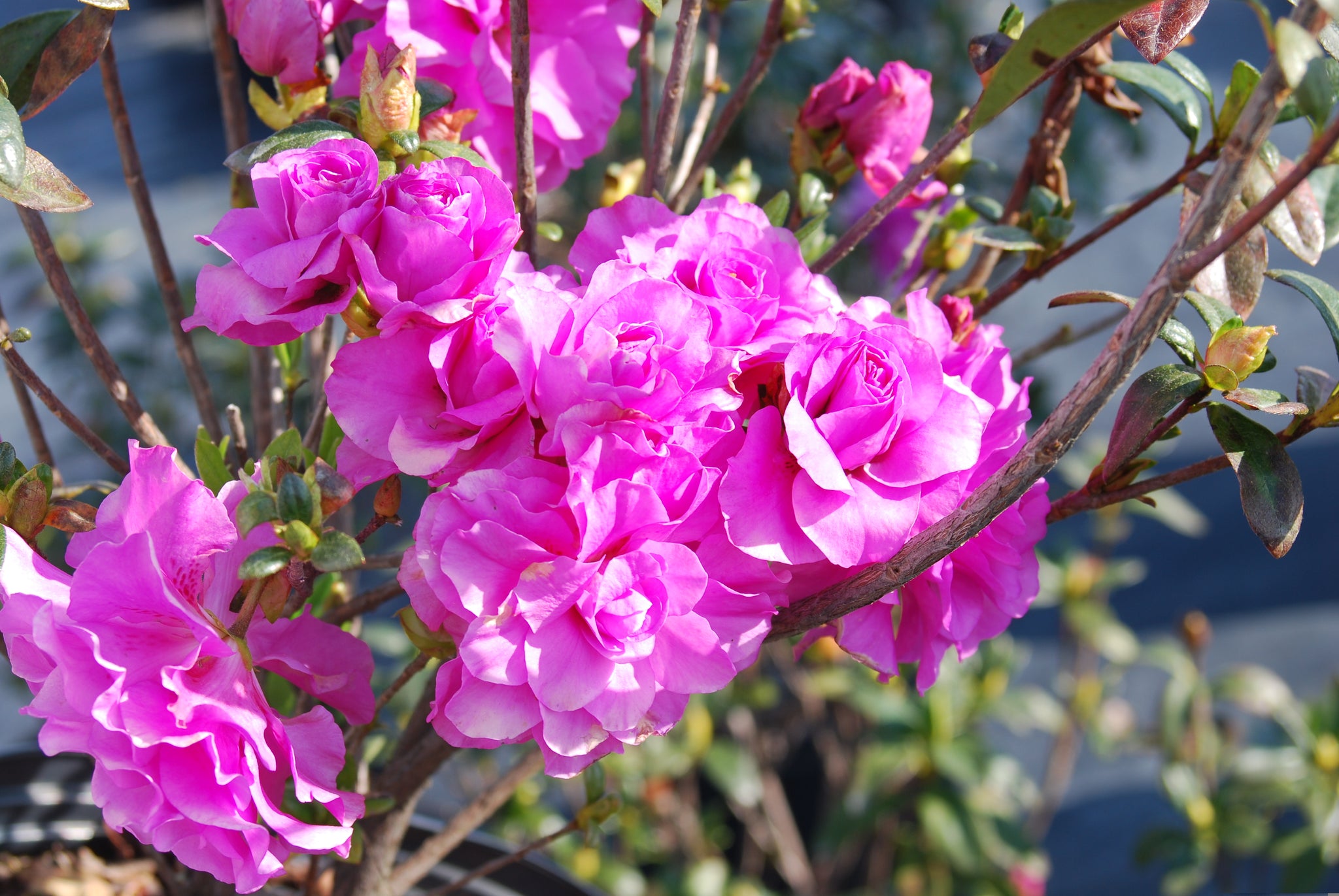 Azalea 'Amelia Rose'