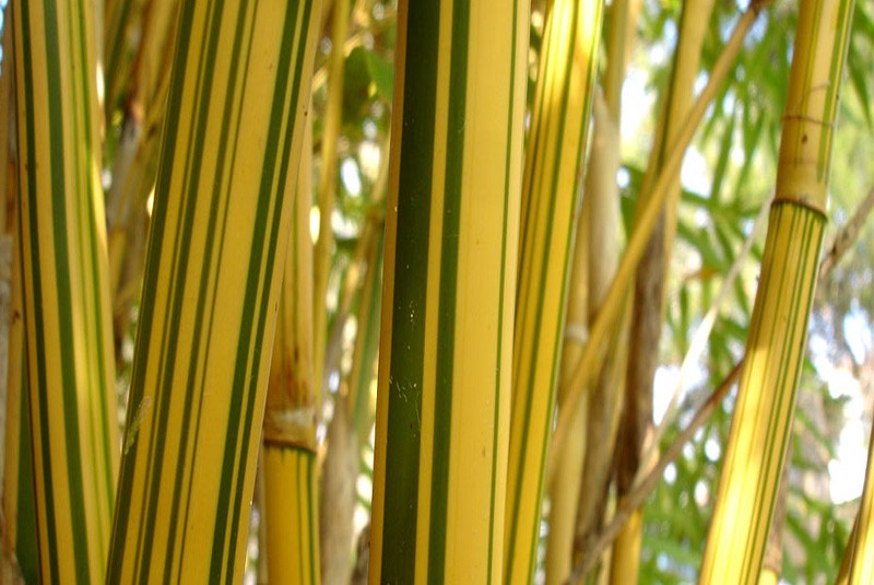 Bambusa multiplex 'Alphonse Karr' – Nurseries Caroliniana