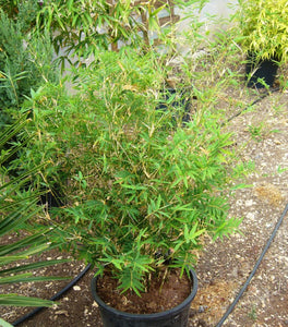 Bambusa multiplex 'Rivieriorum'