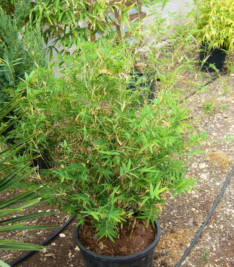 Bambusa multiplex 'Rivieriorum' – Nurseries Caroliniana