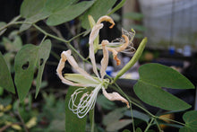 Bauhinia forfucata