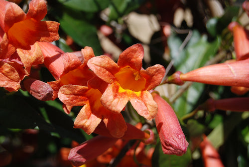 Bignonia capreolata 'Tangerine Beauty'
