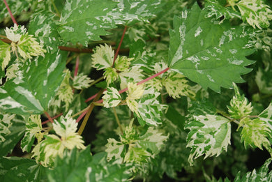 Boehmeria spicata 'Chantilly'