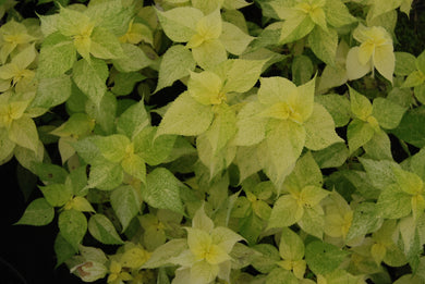 Boehmeria nipononivea 'Glow Light'