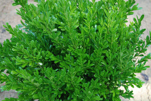 Buxus harlandii