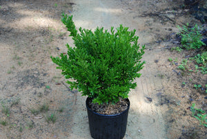 Buxus harlandii