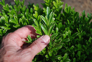 Buxus harlandii