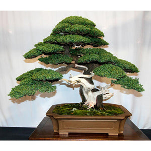 japanese kingsville boxwood bonsai tree Buxus microphylla 'Kingsville Dwarf' – Nurseries Caroliniana