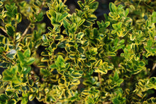 Buxus microphylla 'Sunburst'