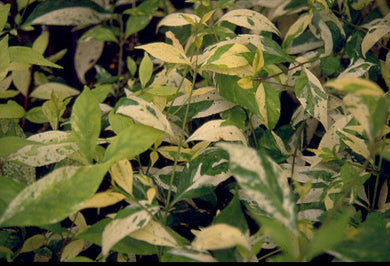 Callicarpa dichotoma ‘Splashy’