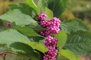 Callicarpa americana 'Sugarloaf Pink'