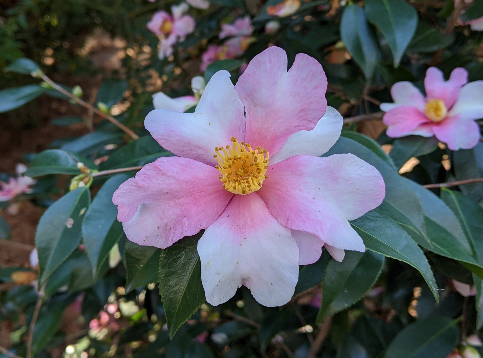 ★送料・関税込★15wol★CAMELLIA FLOWER KEYRIN.G★人気★ Camellia Sasanqua 'Shi Shi Gashira' Live Shrub with Part Sun