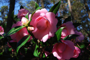 Camellia 'Taylor's Perfection'