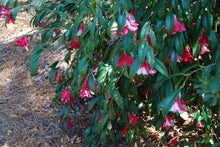 Camellia japonica 'Kujaku Tsubaki'