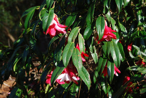 Camellia japonica 'Kujaku Tsubaki'