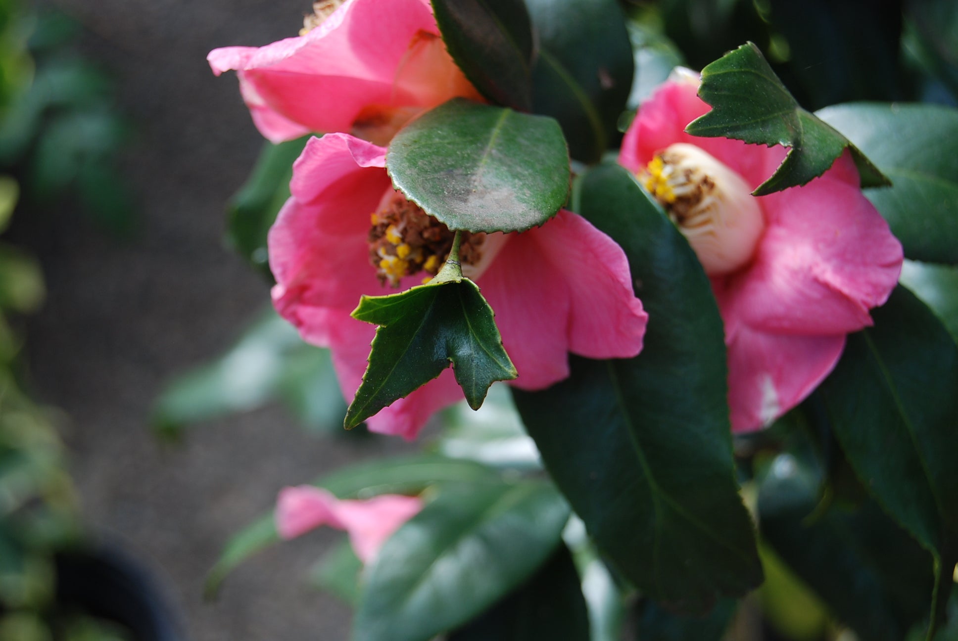 小物 camelia File:山茶花 Camellia japonica cultivars 4 -深圳園博園茶花展
