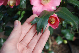 Camellia japonica quercifolia 'Kungyoba-tsubaki'