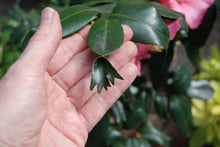 Camellia japonica quercifolia 'Kungyoba-tsubaki'