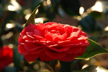 Camellia japonica 'Colonel Fiery'