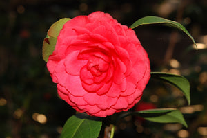 Camellia japonica 'Colonel Fiery'