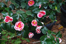Camellia japonica 'Tama Nouveau'
