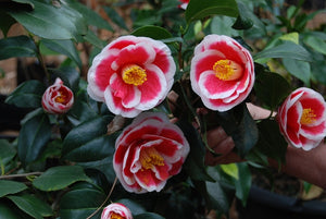 Camellia japonica 'Tama Nouveau'