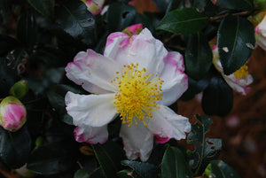 Camellia saluenensis ‘Apple Blossom’