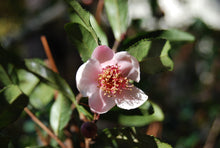 Camellia sinensis 'Rosea'