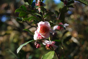 Camellia sinensis 'Rosea'
