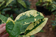 Camellia sinensis f. macrophylla 'Yellow Tea'
