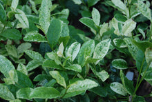 Camellia sinensis 'Silver Dust'