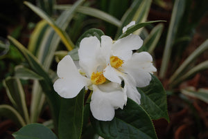 Camellia yuhsienensis
