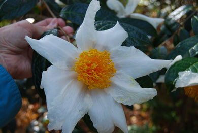 Camellia granthamiana