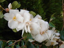 Camellia handelii 'Snow Bells'