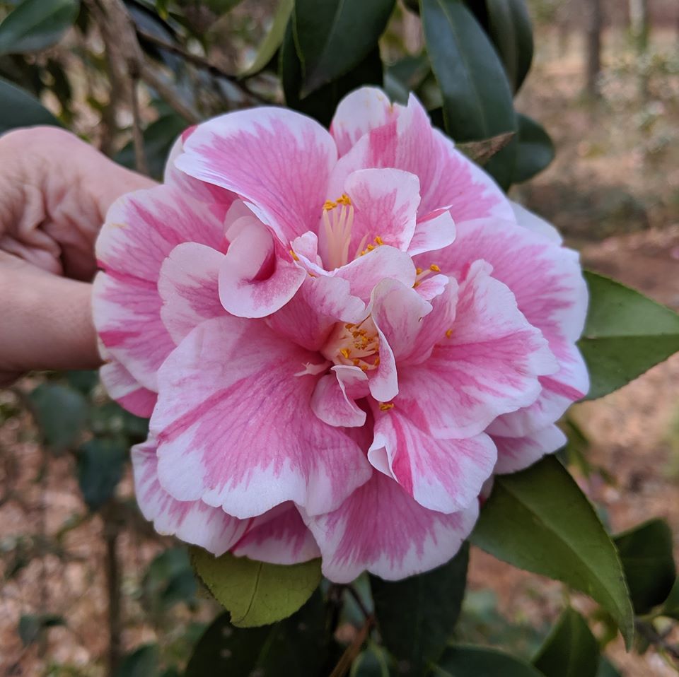 Camellia japonica 'Herme'
