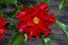 Camellia japonica 'Piemonte'