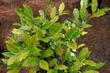 Camellia sinensis 'Gold Splash'