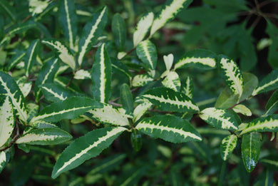 Camellia sinensis 'Gold Splash'