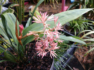 Carex scaposa