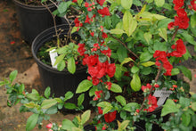Chaenomeles speciosa 'Orange Storm' PP20950 / Proven Winner® Color Choice®DOUBLE TAKE® ORANGE PP20950