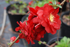 Chaenomeles speciosa  'Scarlet Storm' PP20951 / Proven Winner® Color Choice® DOUBLE TAKE® Scarlet